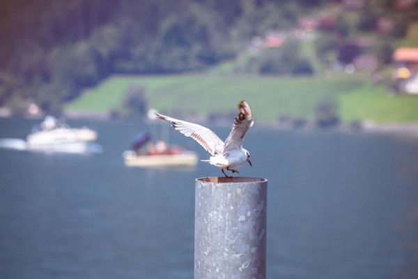 Walensee-MartinStrattner-20